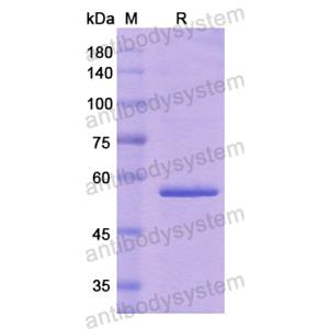 Recombinant Human ADGRB3, N-His