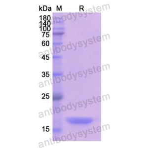 Recombinant Human GDF9, N-His