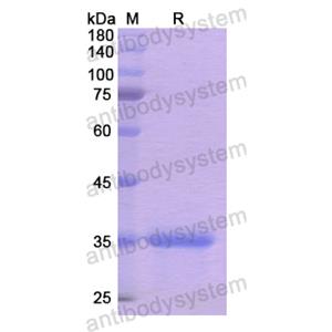 重组CD205/LY75蛋白,Recombinant Human CD205/LY75, N-His