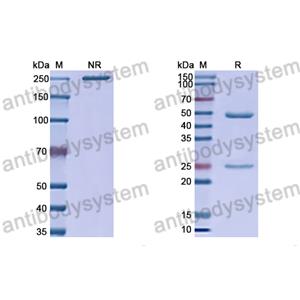 重组5C4抗体,Anti-HRSV-A F/Fusion glycoprotein F0 Antibody (5C4) (RVV02810)
