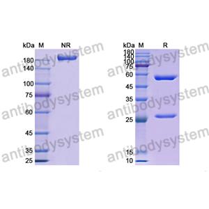 Anti-HRSV-A F/Fusion glycoprotein F0 Antibody (MPE8)RVV02814