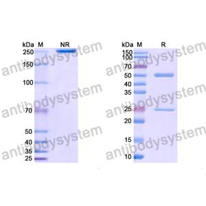 Anti-HRSV-A F/Fusion glycoprotein F0 Antibody (101F) (RVV02816)