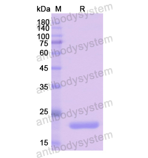 重组PDCD6蛋白,Recombinant Human PDCD6, N-His