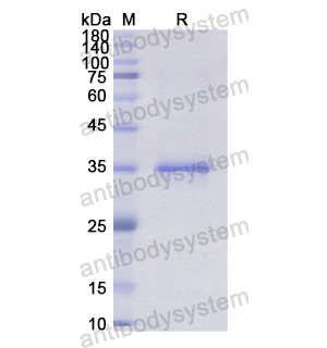 重組NR1I2蛋白,Recombinant Human NR1I2, N-His