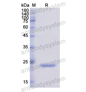 重組LGR5蛋白,Recombinant Human LGR5, N-His