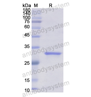 重組GPC4蛋白,Recombinant Human GPC4, N-His