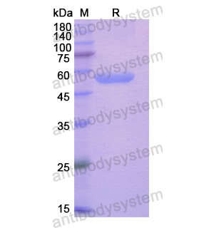 重組GMNN蛋白,Recombinant Human GMNN, N-GST