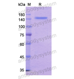 重組LRP6蛋白,Recombinant Human LRP6, N-His