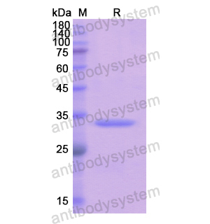 重组LEFTY1蛋白,Recombinant Human LEFTY1, N-His