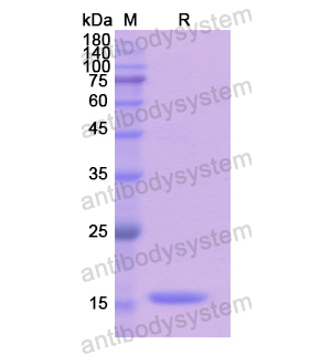 重组CREG1蛋白,Recombinant Human CREG1, N-His