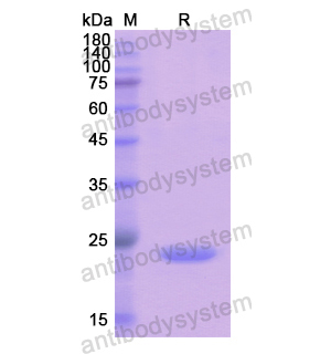 重組UPK3A蛋白,Recombinant Human UPK3A, N-His