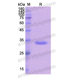 重组GJB3蛋白,Recombinant Human GJB3, N-GST