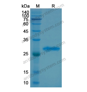 重組PSMD10蛋白,Recombinant Human PSMD10, N-His
