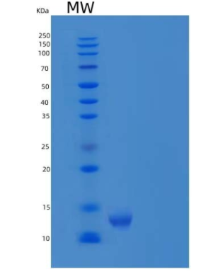 Recombinant Human CEACAM8/CD66b Protein(C-6His),Recombinant Human CEACAM8/CD66b Protein(C-6His)