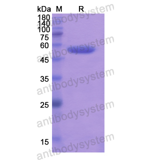 重組ALDH1L1蛋白,Recombinant Human ALDH1L1, N-His