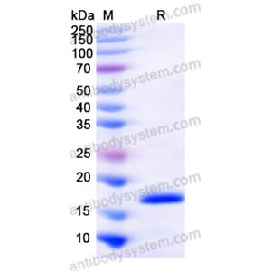 Recombinant Human SLIT3, N-His