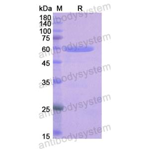 Recombinant Human LRP4, N-GST