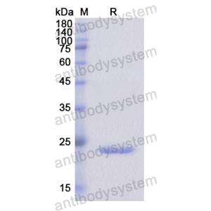 Recombinant Human LGR5, N-His