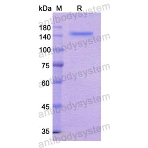 Recombinant Human LRP6, N-His