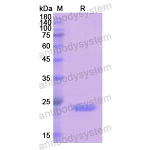 Recombinant Human UPK3A, N-His