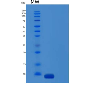 Recombinant Mouse Complement Component C5Protein