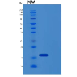 Recombinant Human IL17 / IL17A Protein