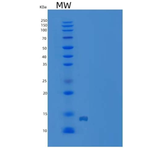 Recombinant Human R-Spondin 1 / RSPO1 Protein (aa 1-146, His tag)