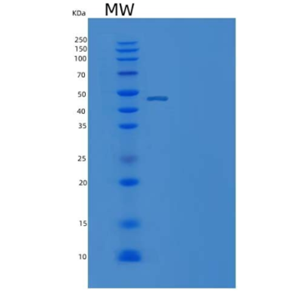 Recombinant Human MANF / ARMET Protein (Fc Tag)
