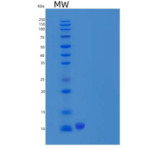 Recombinant Mouse C-X-C Motif Chemokine 9/CXCL9 Protein