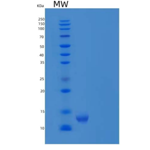 Recombinant Human CEACAM8/CD66b Protein(C-6His)