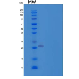 Recombinant Human Hematopoietic Prostaglandin D Synthase/HPGDS/GSTS Protein