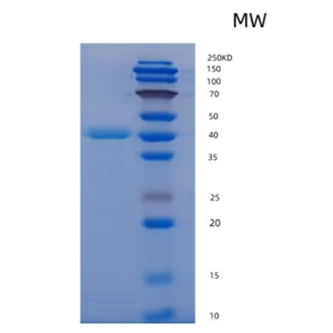 Recombinant Human/Mouse/Rat BMP-2 Protein