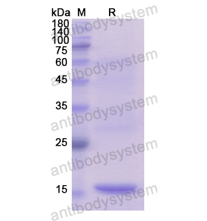 重組C1QL1蛋白,Recombinant Human C1QL1, N-His