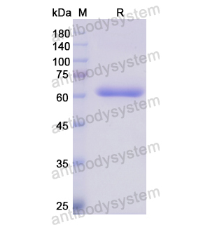 重組ANXA9蛋白,Recombinant Human ANXA9, N-GST