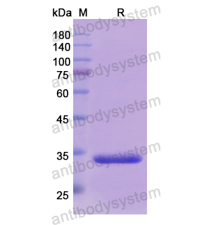 重組DDAH1蛋白,Recombinant Human DDAH1, N-His