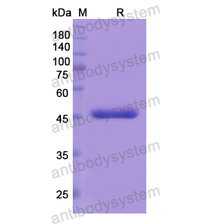 重組MTA2蛋白,Recombinant Human MTA2, N-His