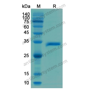 重組DKK1蛋白,Recombinant Human DKK1, N-His