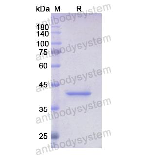 重組CCNB2蛋白,Recombinant Human CCNB2, N-His