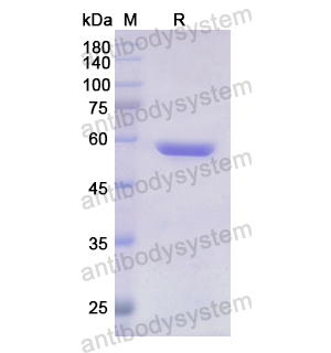 重組FARS2蛋白,Recombinant Human FARS2, N-His