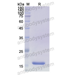 重组CCN4蛋白,Recombinant Human CCN4, N-His