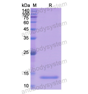 重組GDF11/BMP11蛋白,Recombinant Human GDF11/BMP11, N-His