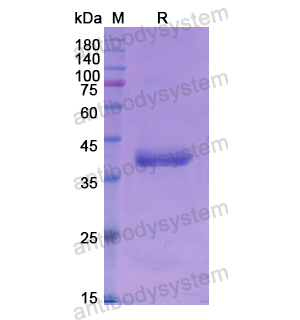 重組BMP10蛋白,Recombinant Human BMP10, N-GST