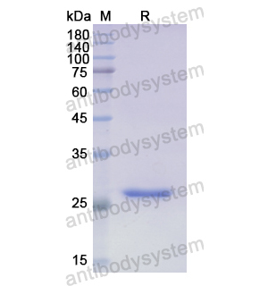 重组ABCA1蛋白,Recombinant Human ABCA1, N-His