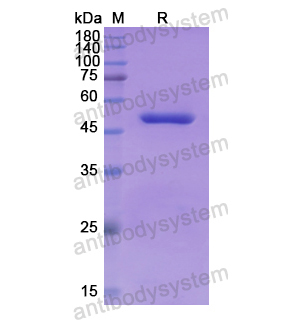 重組NADK蛋白,Recombinant Human NADK, N-GST