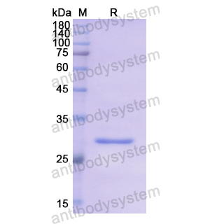 重組STAMBP蛋白,Recombinant Human STAMBP, N-His