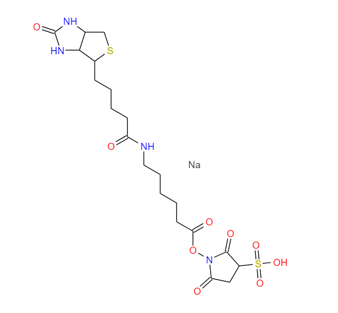 6-[生物素酰氨基]己酸磺基琥珀酰亚胺酯,SULPHOSUCCINIMIDYL-6-(BIOTINAMIDO)HEXANOATE