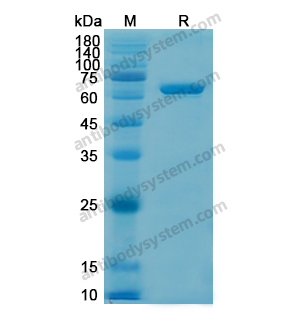 重组AIFM1/AIF蛋白,Recombinant Human AIFM1/AIF, N-His