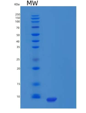 Recombinant Human Pancreatic Polypeptide/PPY Protein(C-6His),Recombinant Human Pancreatic Polypeptide/PPY Protein(C-6His)