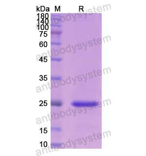 重组CLDN1蛋白,Recombinant Human CLDN1, N-His