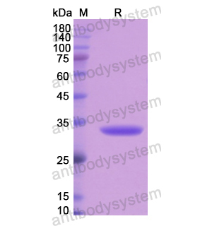 重組EML2蛋白,Recombinant Human EML2, N-His